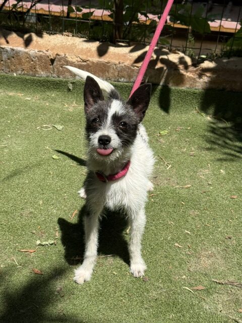 Lucky the Chi (11)