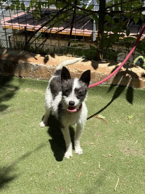 Lucky the Chi (12)