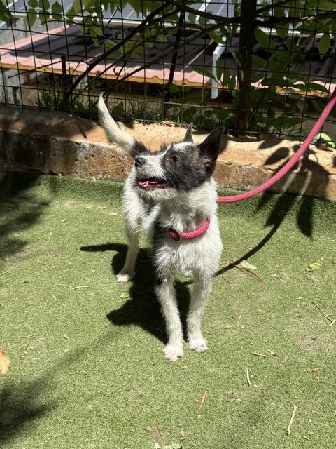 Lucky the Chi (13)