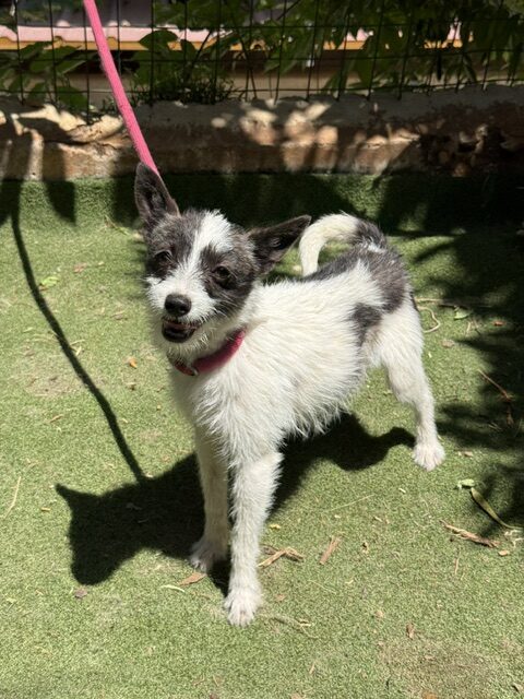 Lucky the Chi (2)