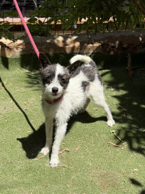 Lucky the Chi (3)