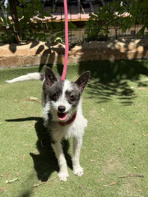 Lucky the Chi (4)