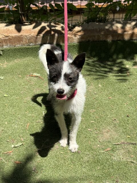 Lucky the Chi (5)