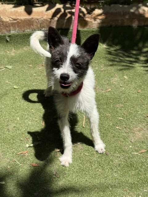 Lucky the Chi (6)