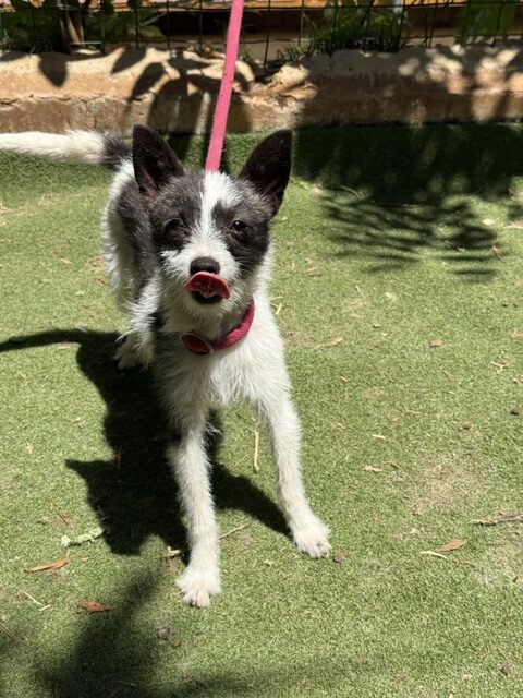 Lucky the Chi (7)