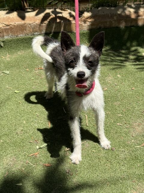 Lucky the Chi (8)