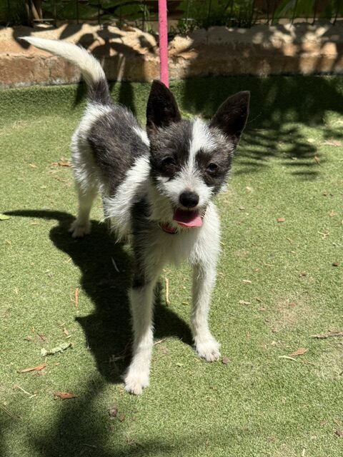 Lucky the Chi (9)