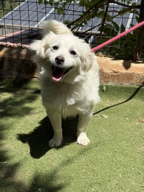 Lucy the loulou (10)
