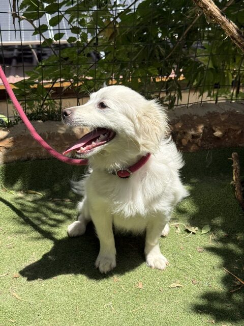 Lucy the loulou (17)