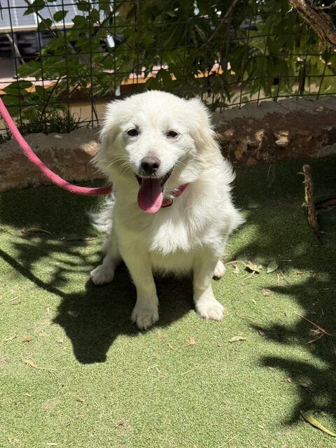 Lucy the loulou (19)