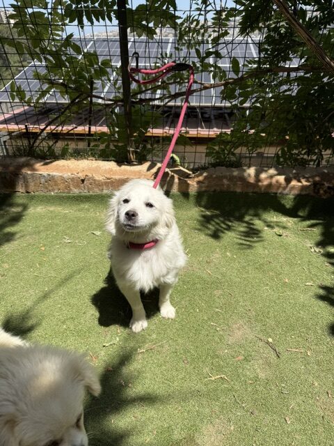 Lucy the loulou (2)