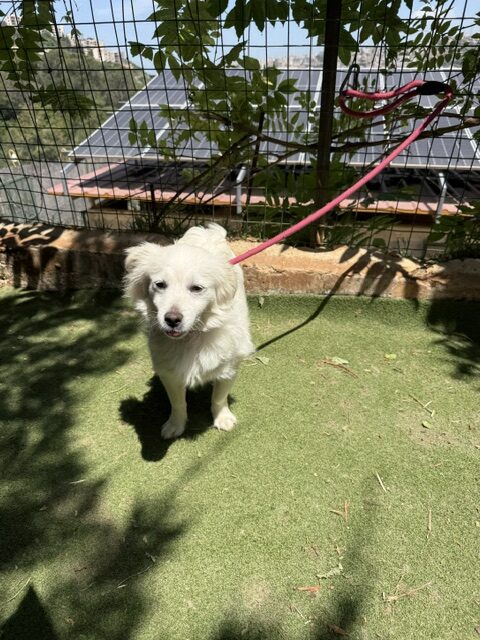 Lucy the loulou (7)