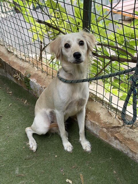 Merida (8)