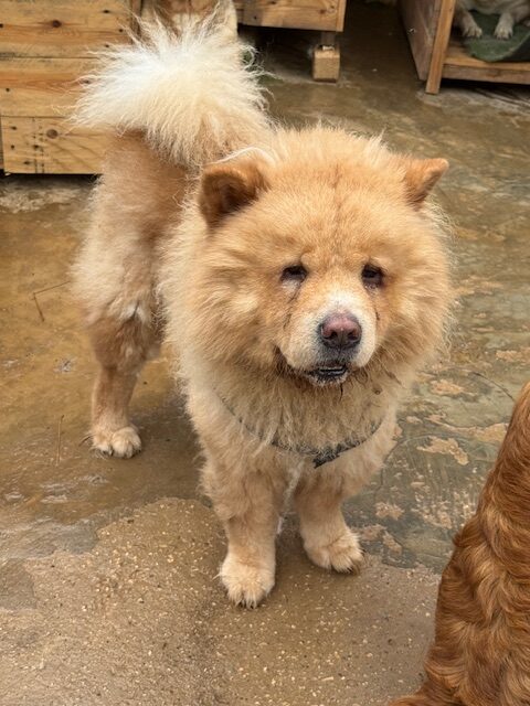 Simba the Chow(14)