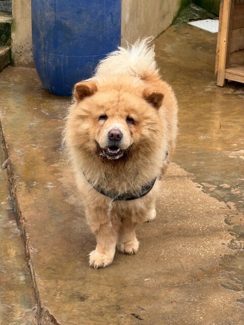 Simba the Chow(15)