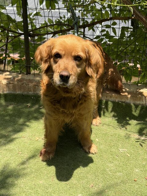 Tayra (13)