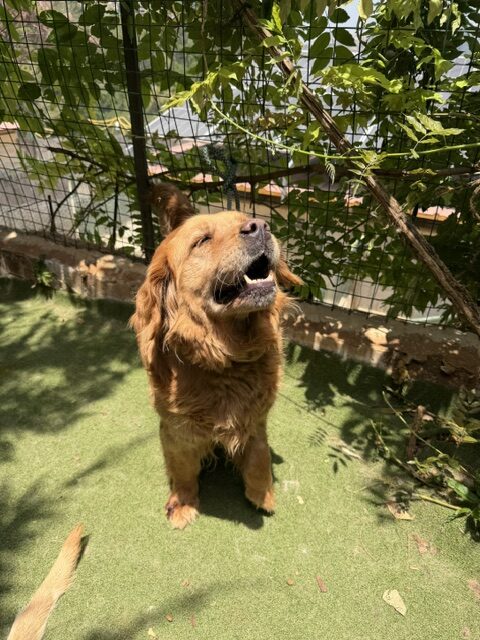 Tayra (6)