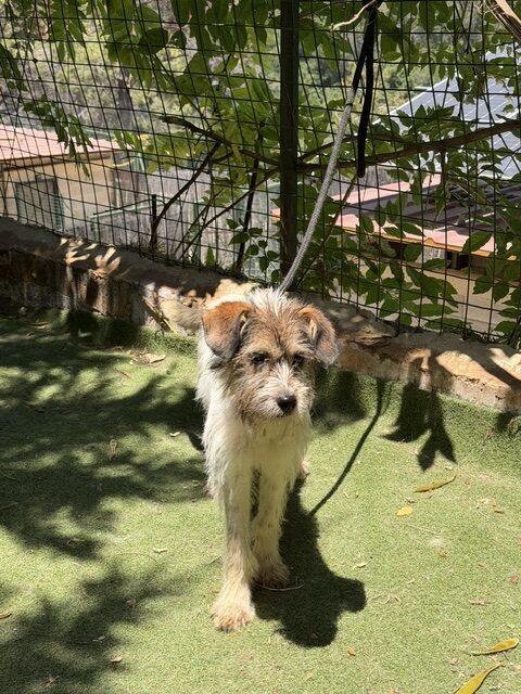 Wiggles (8)