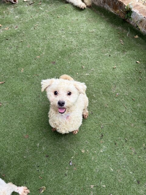 Zinzie (2)