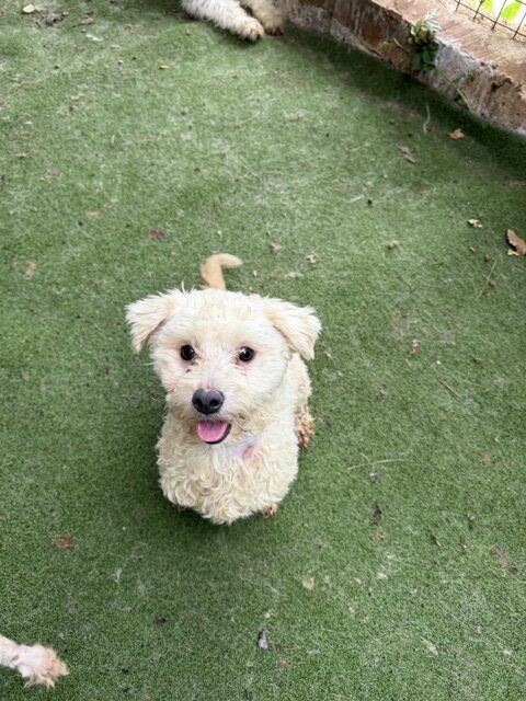 Zinzie (3)