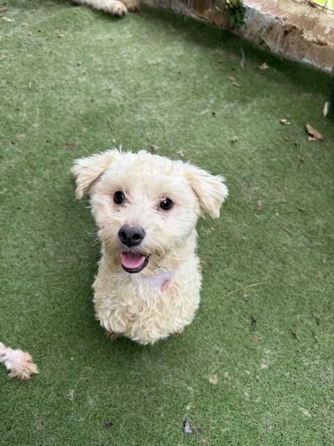Zinzie (4)
