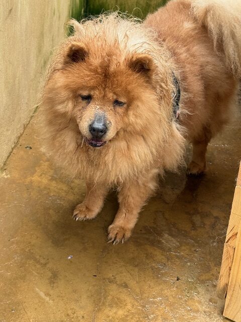 Zoya the Chow (1)