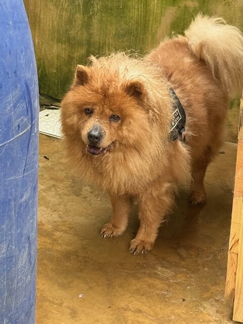 Zoya the Chow (2)