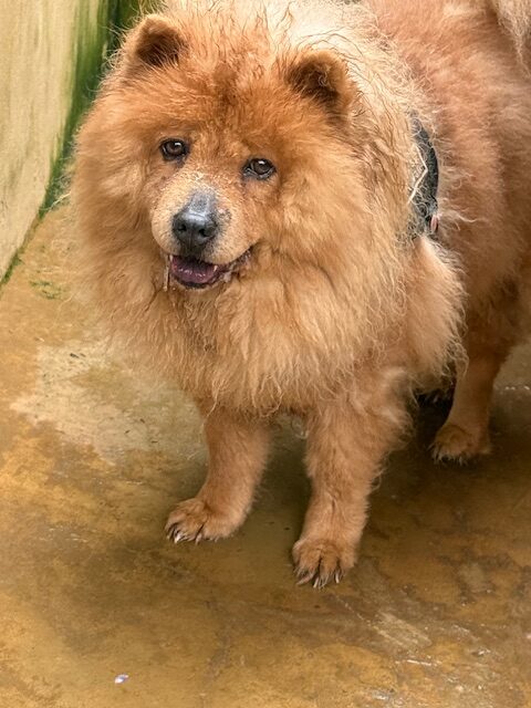 Zoya the Chow (3)