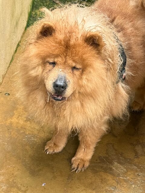 Zoya the Chow (4)