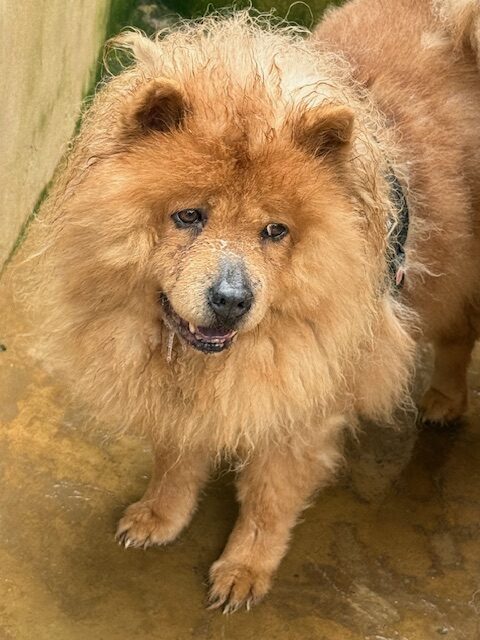 Zoya the Chow (5)