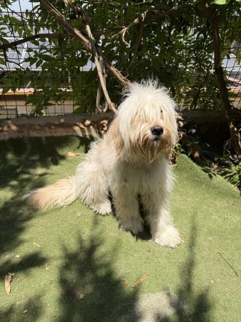 Patzi (10)