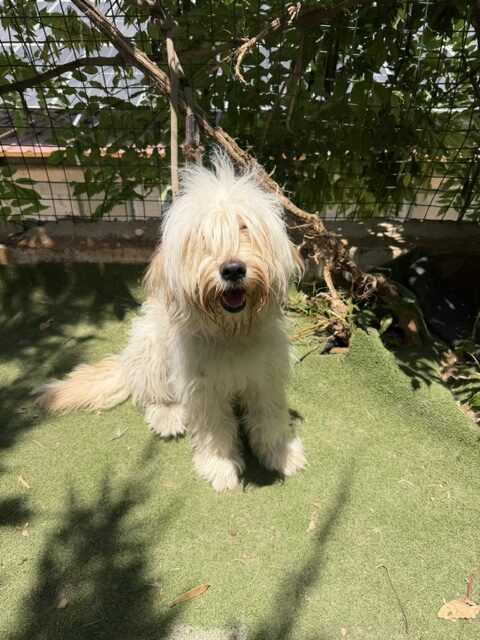 Patzi (12)