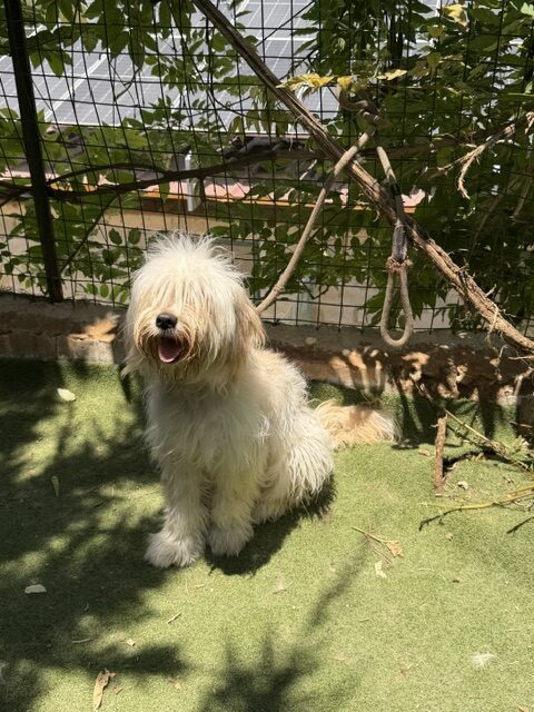 Patzi (17)