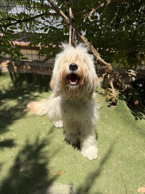 Patzi (8)