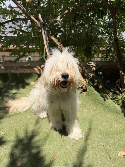 Patzi (9)