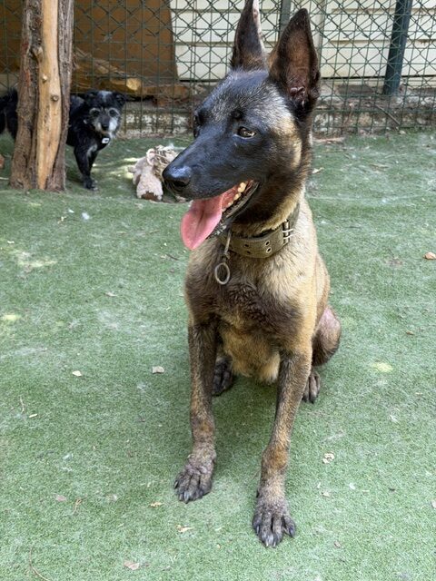 Pumbaa (1)