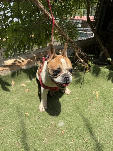 Banzai (10)
