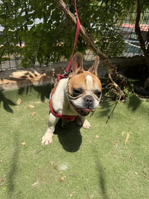 Banzai (11)