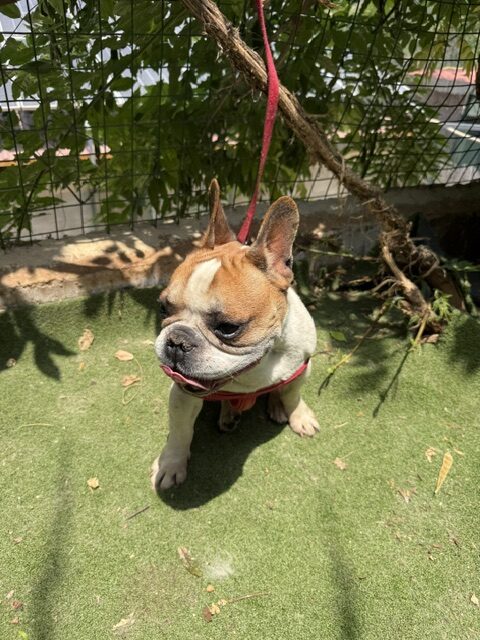Banzai (12)