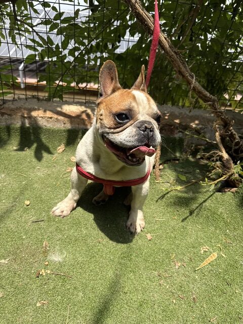Banzai (8)