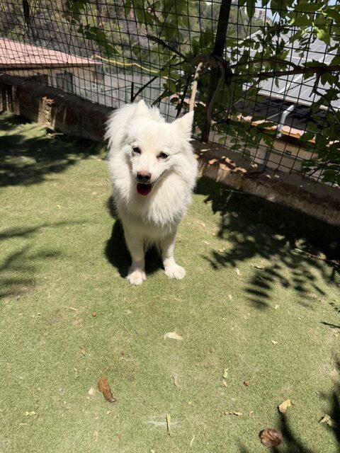 Bea (7)