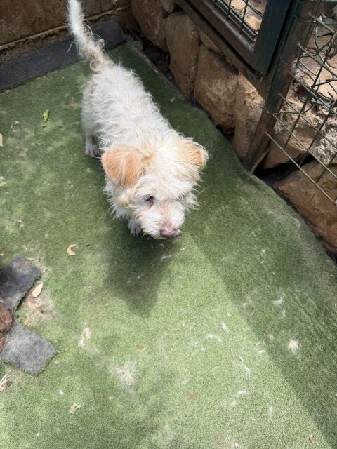 Hugi (11)