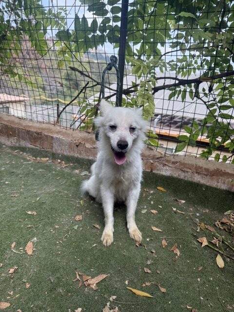 Jacko (1)