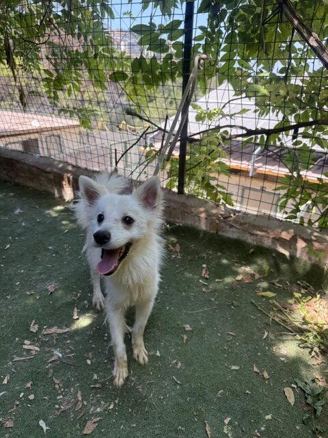 Jacko (10)
