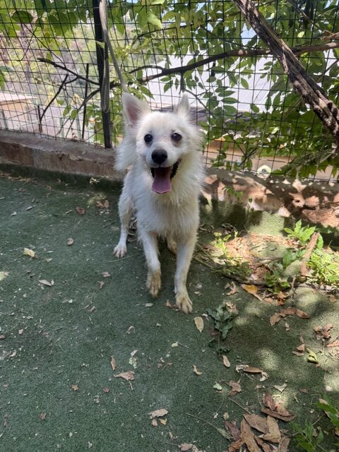 Jacko (11)