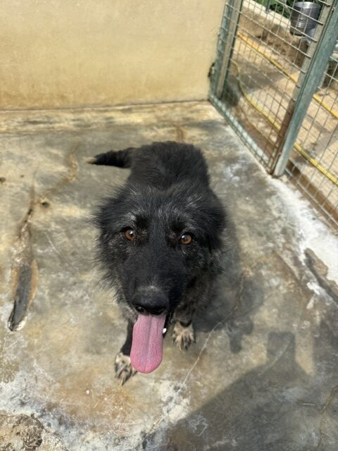 Kaloa (12)