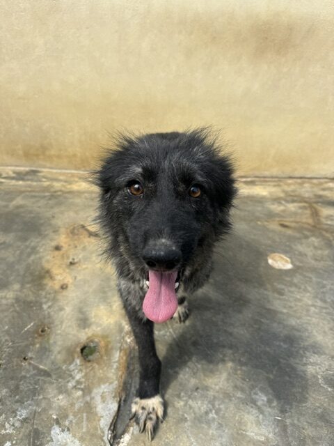 Kaloa (13)