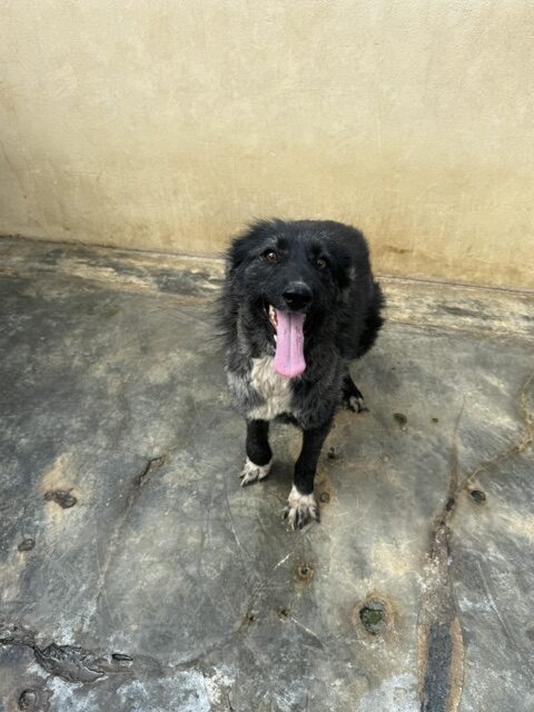 Kaloa (14)