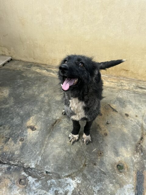 Kaloa (15)