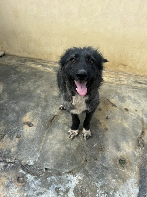 Kaloa (16)
